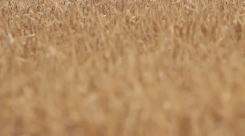 Wheat Field Vídeo Stock 36970759