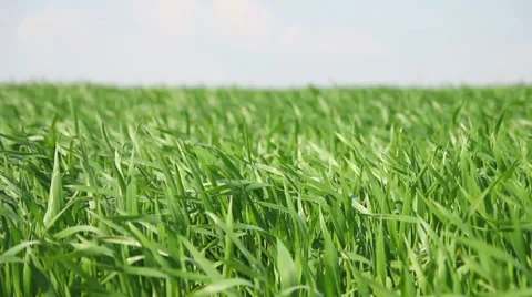 Wheat field 動画素材 38286020