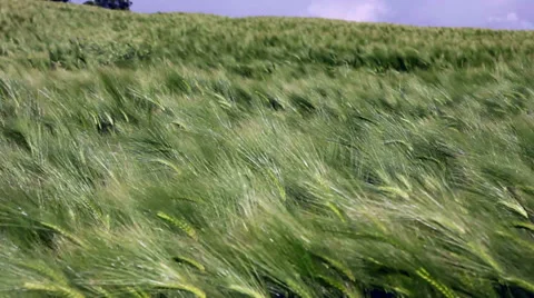 Wheat field Stock Footage 39130849