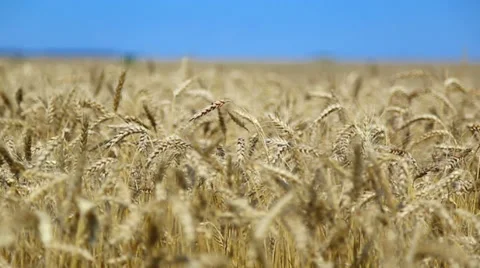 Wheat field 스톡 동영상 39690066