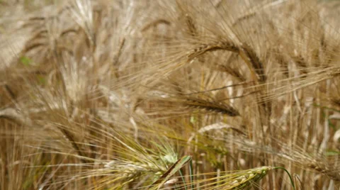 Wheat Field Video stock 39896334