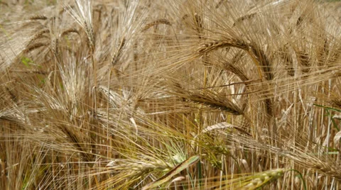 Wheat Field Video stock 39896828