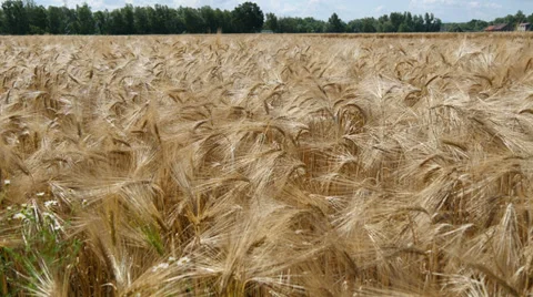 Wheat Field 動画素材 39898803