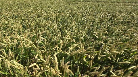 Wheat field Stock Footage 40030457