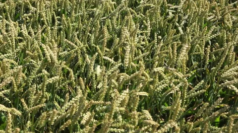 Wheat field Stock Footage 40031694