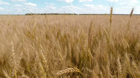 Wheat Field 스톡 동영상 40050251