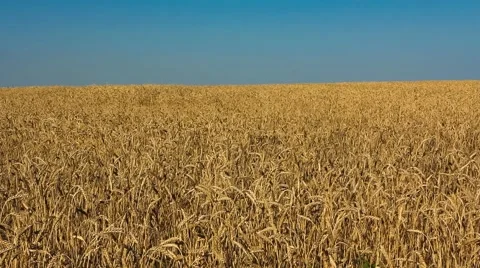 Wheat field Stock Footage 40619477