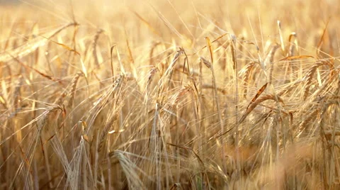 Wheat field Video stock 41808289