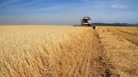 Wheat field Stock Footage 41849640