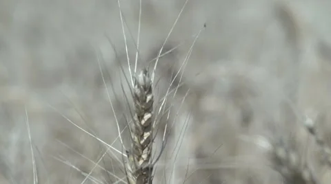 Wheat Field Stock Footage 42760345