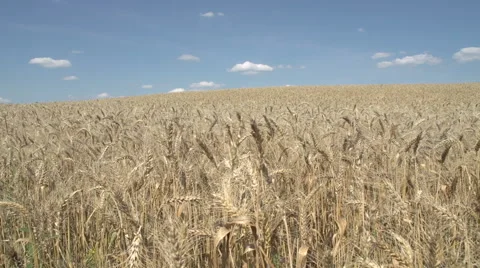 Wheat Field Stock Footage 42761103