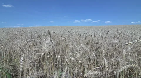 Wheat Field Stock Footage 42761622