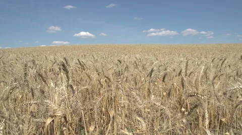 Wheat Field Stock Footage 42761856