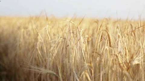 Wheat field Stock Footage 42971728