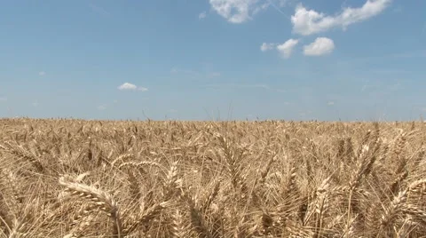Wheat In The Field Stock Footage 44727782