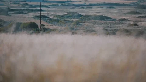 Wheat field Video stock 46239053