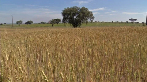 Wheat field Stock Footage 48028216