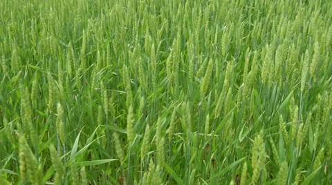 Wheat Field Stock Footage 50158462