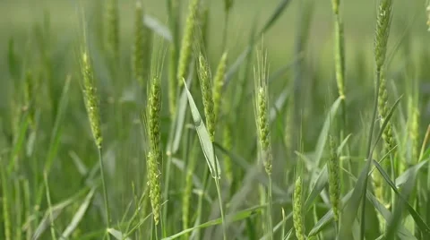 Wheat field Stock Footage 50896388