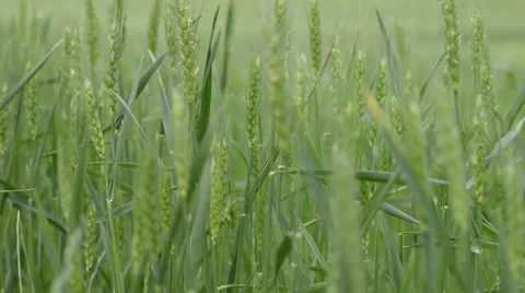 Wheat field Stock Footage 50897177