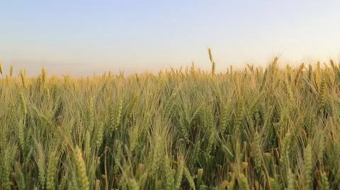 Wheat of field 스톡 동영상 50932474
