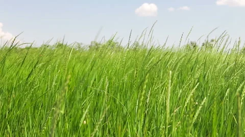 Wheat field Video stock 51131377