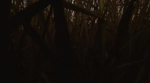 Wheat in field Stock Footage 51798471