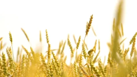 Wheat Field Vídeos de archivo 52230681