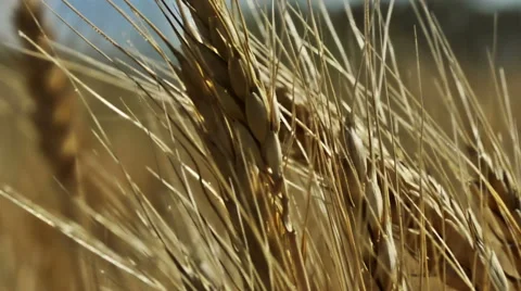 Wheat field Stock Footage 52352214