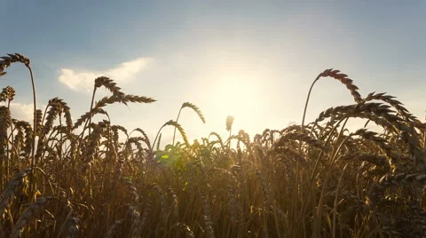 Wheat in field Stock Footage 52894894