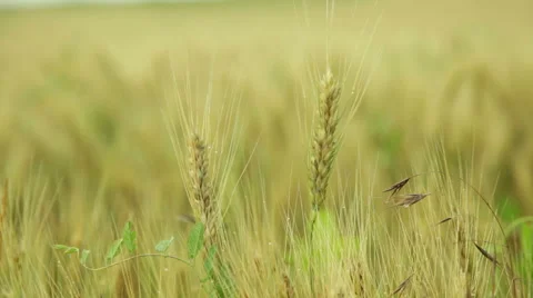 Wheat field Stock Footage 53064438
