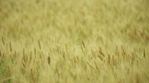 Wheat field  Stock Footage 53064465