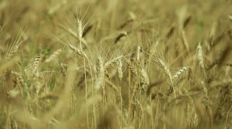 Wheat field Stock Footage 53242398