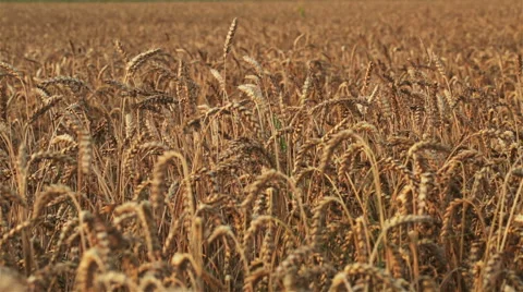 Wheat field Stock Footage 55665313