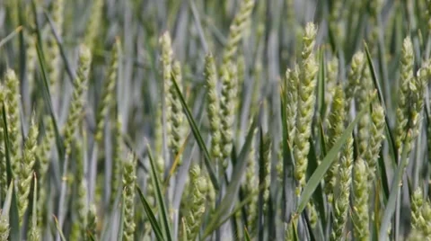 Wheat field Stock Footage 57641491