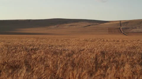 Wheat Field 库存影片 62207006