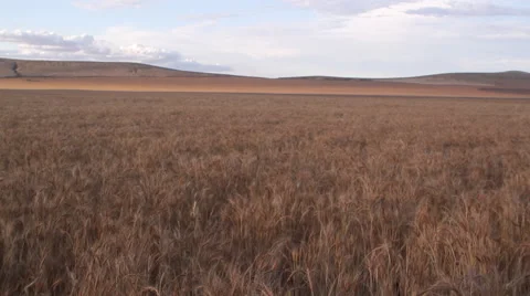 Wheat Field 库存影片 62207043