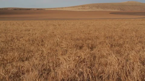 Wheat Field 库存影片 62207071