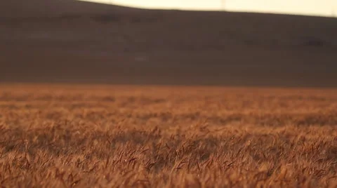 Wheat Field 库存影片 62208239