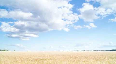 Wheat field. Stockbeeldmateriaal 64785029