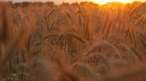 Wheat In Field Stock Footage 65263250