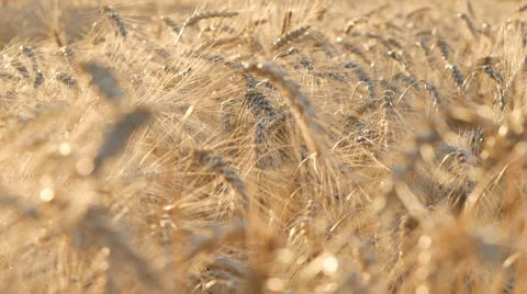 Wheat In Field Stock Footage 65263259