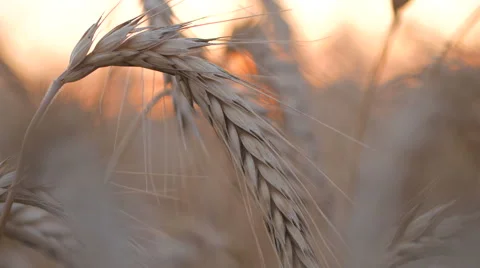 Wheat In Field Stock-Footage 65263338