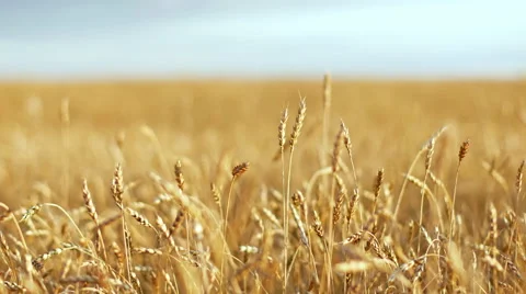 Wheat in the field Stock-Footage 68809207