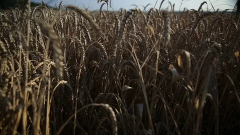 Wheat field Stock Footage 74306820