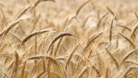 Wheat field 스톡 동영상 75751171