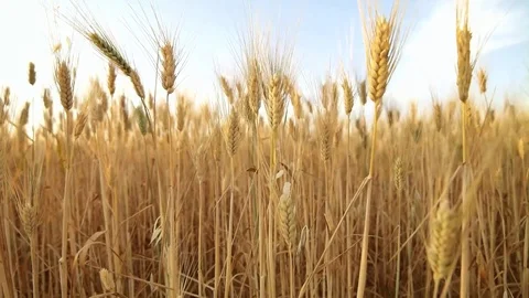 Wheat field Stock Footage 75765403