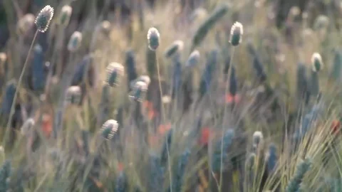 Wheat field Stock Footage 76254702