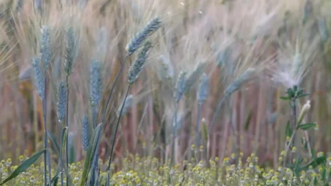 Wheat field Stock Footage 76254740