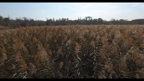 Wheat field Stock Footage 76378041